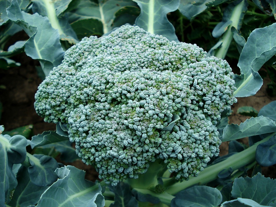 Korzyści z brokułów