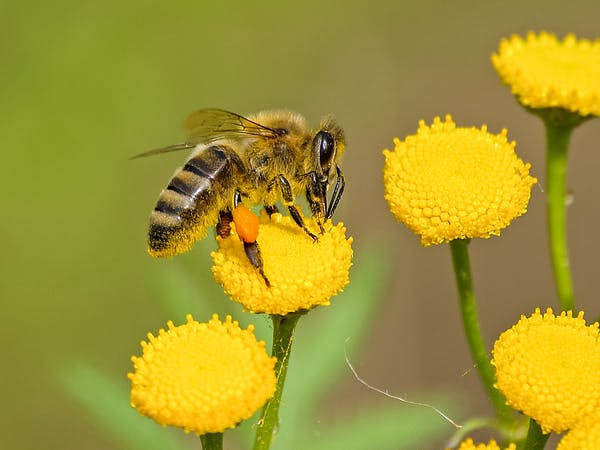 Fakty o pszczołach