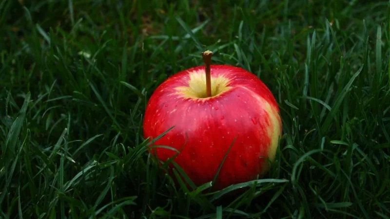 Korzyści z jabłek