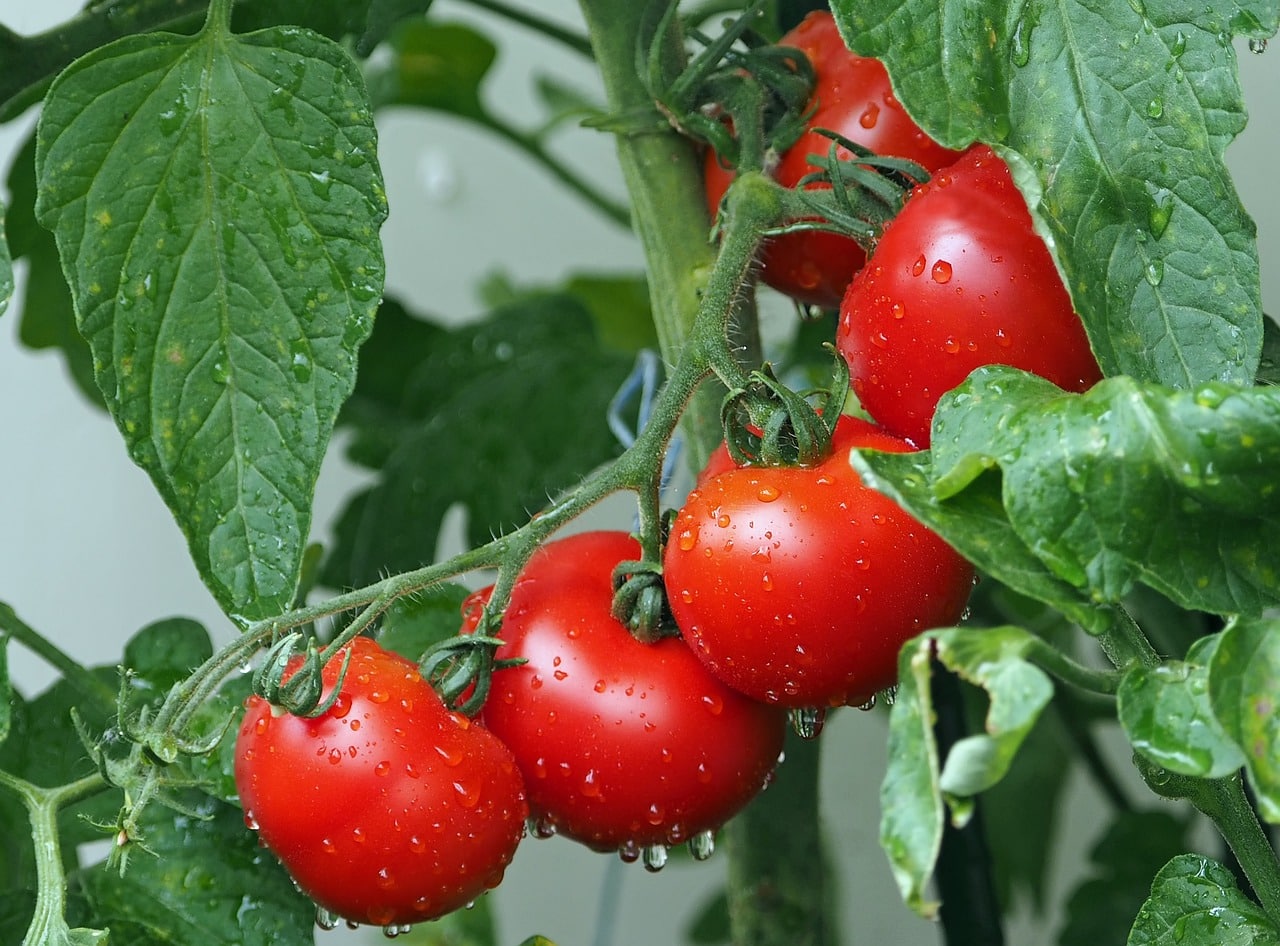 Siew pomidorów