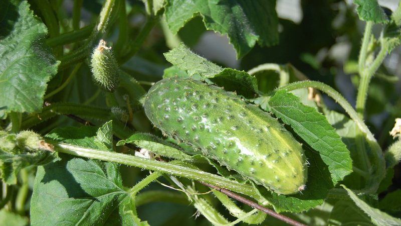 Pielęgnacja ogórków i wskazówki dotyczące sadzenia w szklarni