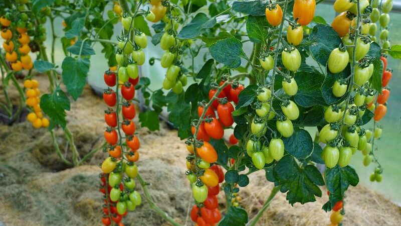 Wskazówki dotyczące sadzenia pomidorów w szklarni