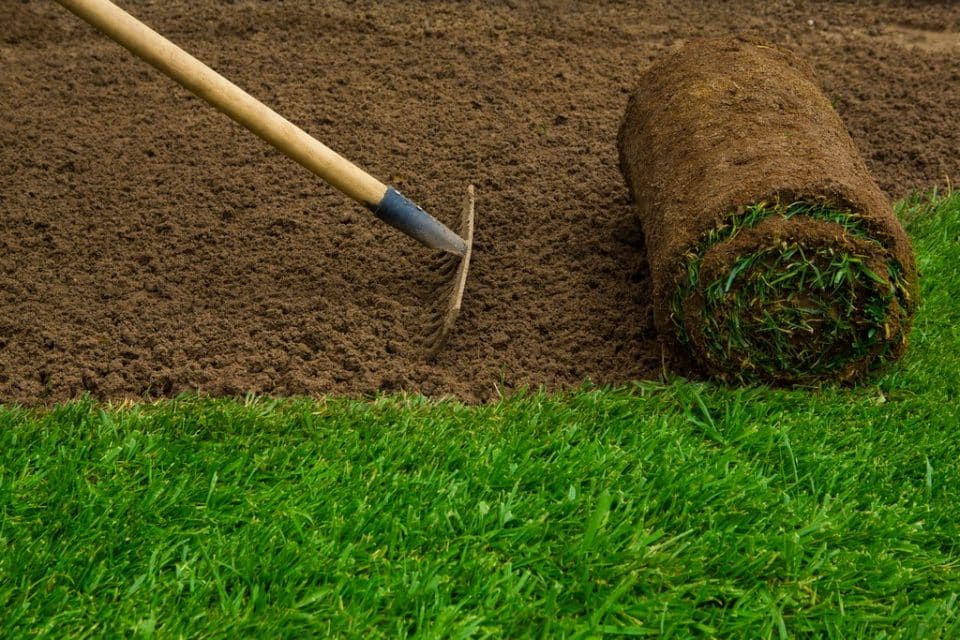 Sadzenie trawników – krok po kroku. Praktyczny przewodnik dla początkujących ogrodników