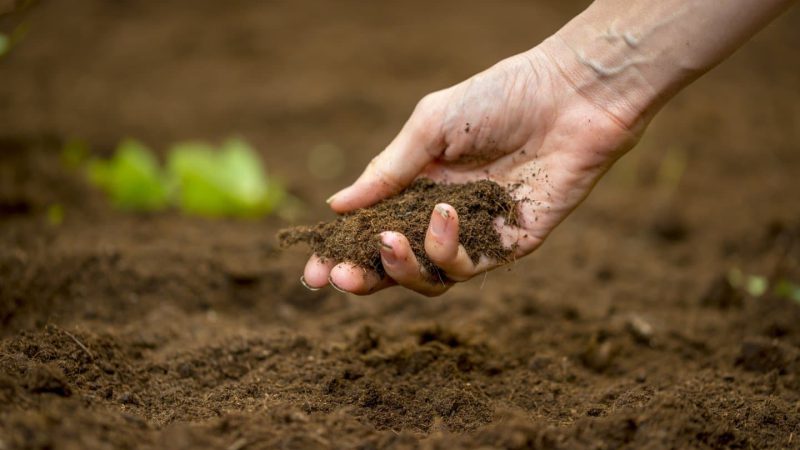 5 prostych wskazówek dotyczących ulepszania gleby w ogrodzie