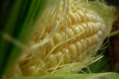 Wskazówki dotyczące siewu kukurydzy